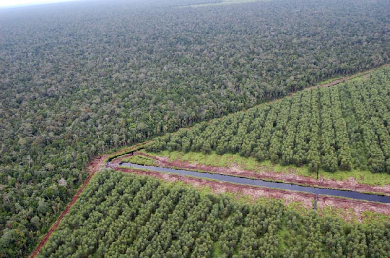Memahami dan Mengelola Nilai Konservasi Tinggi/High Conservation Value