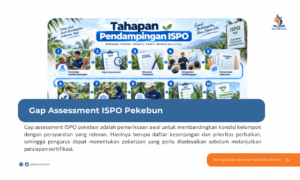 Gap Assessment ISPO Pekebun: Tahapan dan Contoh Rencana Aksi